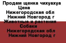 Продам щенка чихуахуа › Цена ­ 10 000 - Нижегородская обл., Нижний Новгород г. Животные и растения » Собаки   . Нижегородская обл.,Нижний Новгород г.